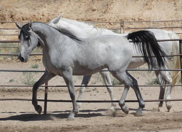 dark grey arabian horse